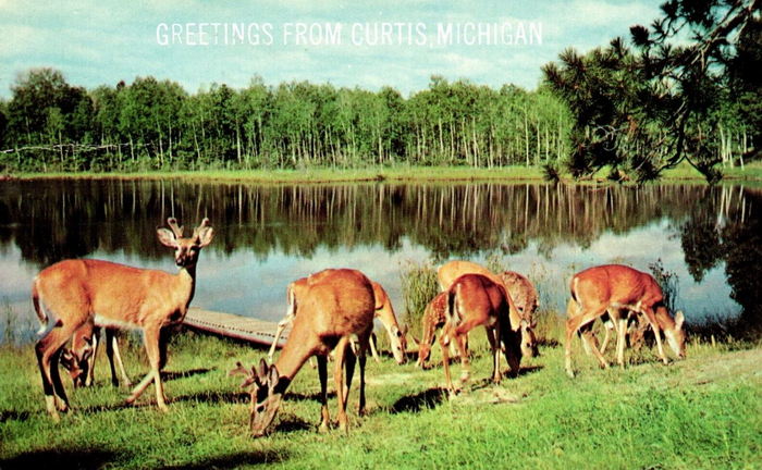 Curtis - Vintage Postcard (newer photo)